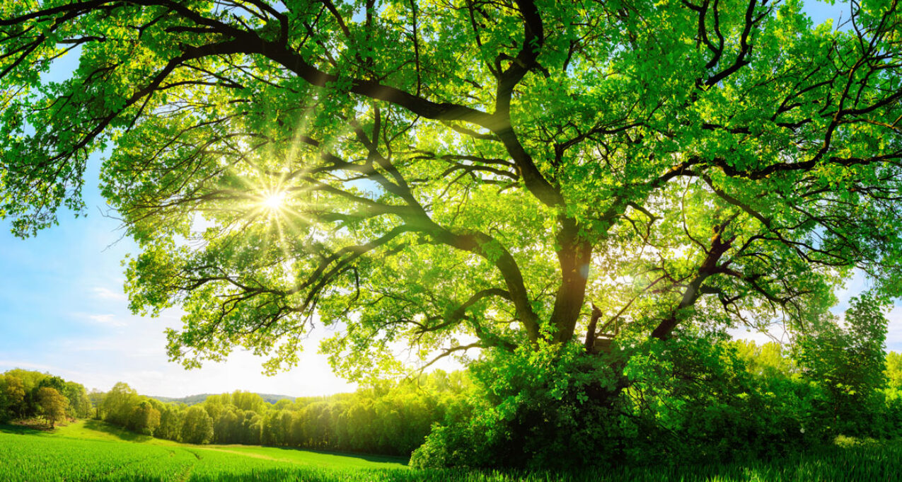 Tree in summer sun representing energy efficiency