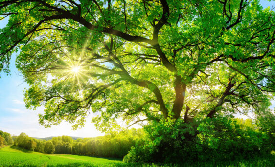 Tree in summer sun representing energy efficiency