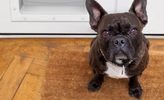 ProVia French entry doors with doggie door