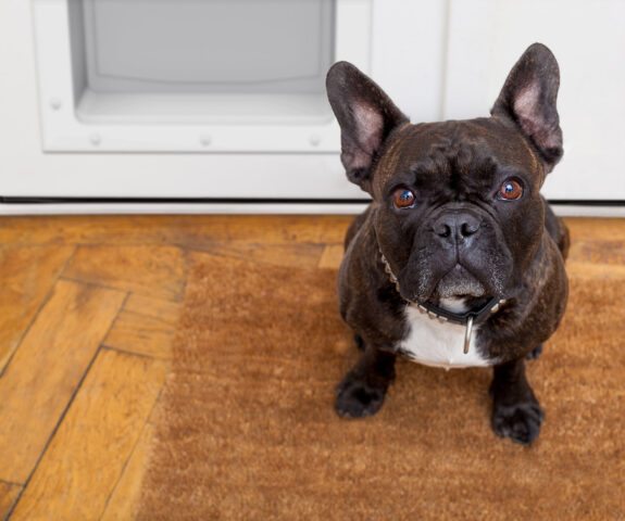 ProVia French entry doors with doggie door