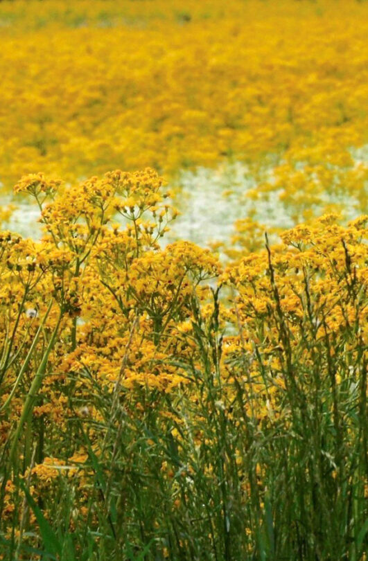 A field of yellow butterweed in the summertime