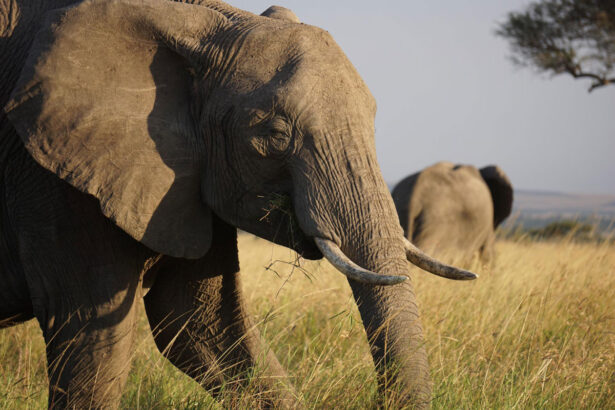 Closeup of an elephant on an African savannah