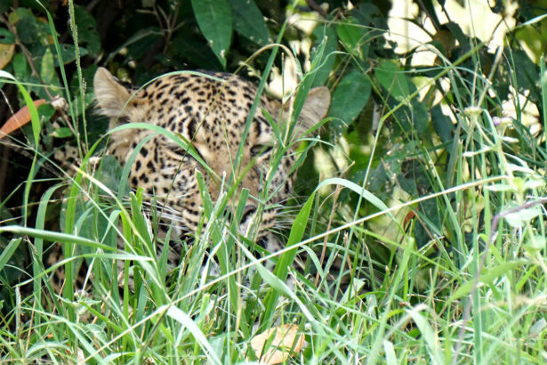 Picture of a leopard on an African Savannah