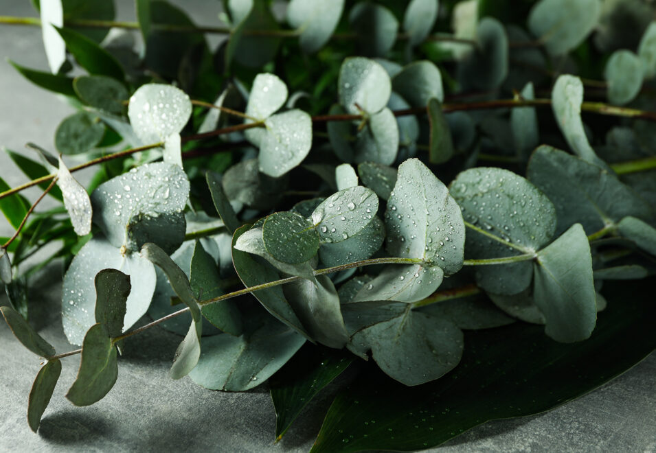 Eucalyptus Branches