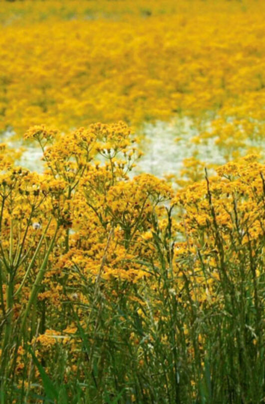 A field of yellow butterweed in the summertime