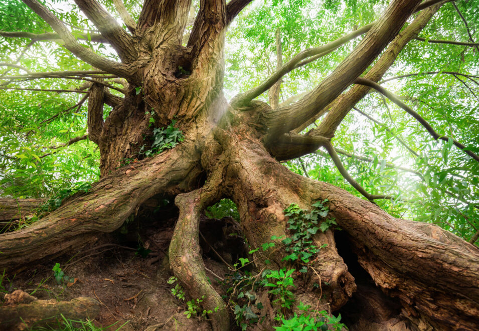 Mature Tree with Roots