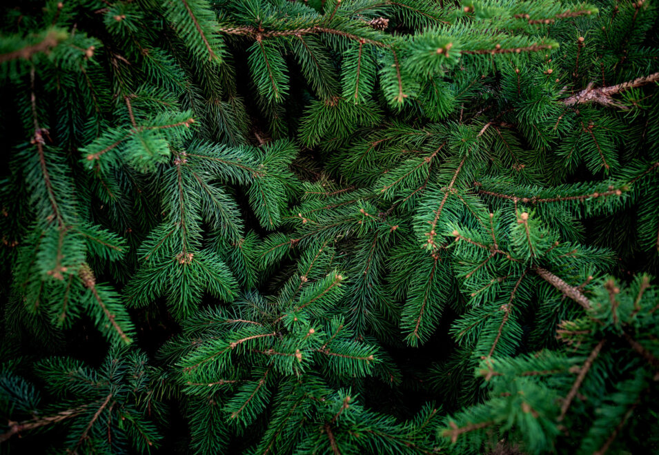 Evergreen Tree