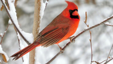 Northern Cardinal